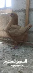  6 فراخ كنق .