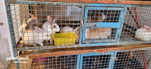  5 RABBITS FOR SALE