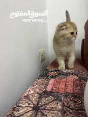  2 قطط سكوتش اهالي مسجله