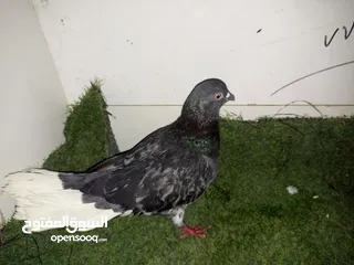 29 حمام كش للبيع كوم