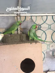  1 2 Male Beautiful Ring Neck Parrot Not Tamed