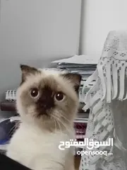  3 قطه سكوتش.