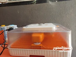  5 فقصات بحال الوكالة للبيع بيتو 2  وفقصتين  EGG 2