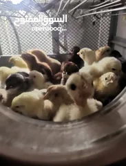  2 فقاسات فيم الإيطالية 70 بيضه نوادرررر ايطالي اصلي. ماشاءالله تبارك الرحمن.