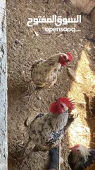  5 ديك للبيع 2