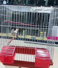 4 عرض خاص طيور الجنة