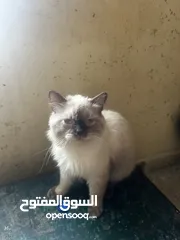  1 قط هملاي نضيف