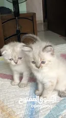 2 قطط للبيع باسعار مغرية