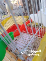  3 طيره نخب كريس مع فرخها