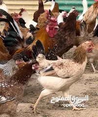  3 دجاج عربي ومكنتش فرلندي