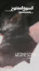  3 جيرمن شيبرد انثى للبيع