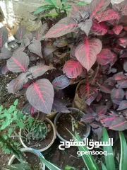  20 زريعه زينه للبيع