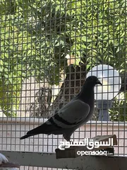  3 Zaji racing pigeons حمام الزاجل ،