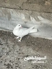  8 حمام مشكلل للبيع