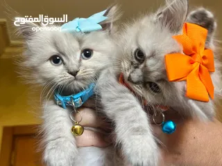  14 كتن هملايا بيكي فيس مكس هملايا بيرشن