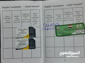  9 جرواية يورك شاير 6شهور ونصف