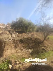  6 ارض زراعيه في بلعا دير الغصون