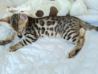  2 Bengal kittens