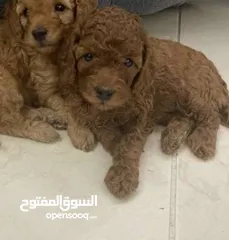  2 ToyPoodle female very kind and very playful
