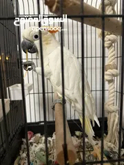  2 cockatoo Parrot