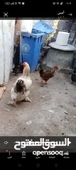  2 زوج دجاج براها