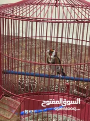  3 للبيع طائر حسون كبيس ولغه