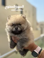  1 Pomeranian male for sale