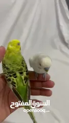  3 Friendly Parrot couple زوج