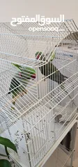  4 Green nepali parrot pair 2 جوز ببغاء نيبالي اخضر