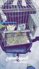  3 جوز كوكتيل أنثى اليتنوا وذكر حبشي تحتهم بياض قابل للتفاوض