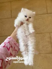  1 قط شيرازي ابيض