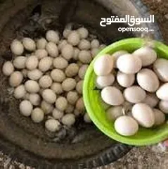  1 مطلوب بيض دجاج زينة  