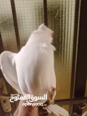  10 بولنديات نخب ولا غلطة