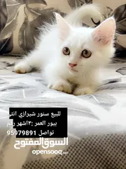  1 قطط للبيع سنورة