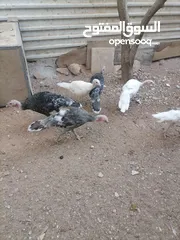  2 صيصان حبش للبيع