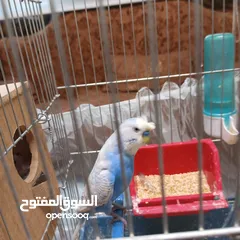  4 بسمله الرحمان الرحيم زوج تحتيهن ثلث فراخ   ويجي معهن ثلاثت أناث واحد ذكر بصلاة على النبي