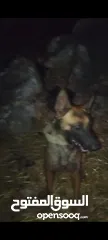  3 كلب ملينو دم حامي