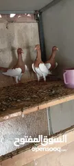  6 جواز يهودي نخب شغال عين بيضه رقبه شبر جاهزات وجوز سلافر يهودي اصفر رقبه شبر