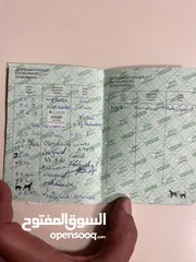  6 للبيع كلب جيرمن شيبرد مستورد من أوكرانيا