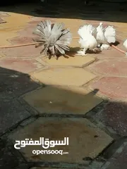  2 حمام عرايس أمريكي اقرا الوصف