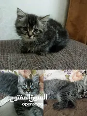  1 للبيع – قطط منزلية رائعة في نابلس
