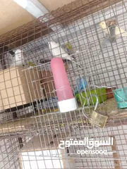  12 طيور للبيع