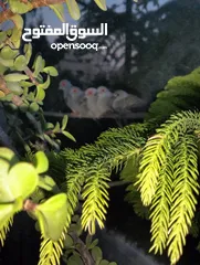  2 حمام ماسي فراخ