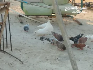  5 حمام للبيع في الزرقاء العالوك بجانب بقالة الصقر التواصل عبر الواتس اب