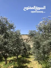  1 ارض لبيع دنمين وميتين وسبعه وسبعين متر بي جانب اسكان الداودي يمكن شراء جزء من الارض او فرزها