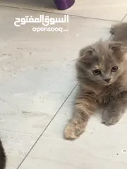  9 Scottish fold and Scottish streat