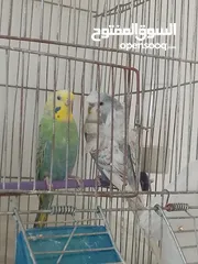  2 حب للبيع...