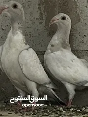  11 فراخ للبيع