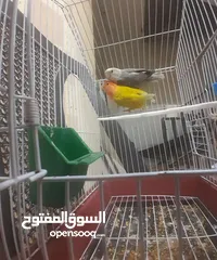  1 جوز روز للبدل او للبيع