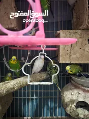  1 Australian Birds For Sale